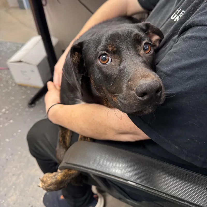A young medium-sized female Black Mixed Breed dog named Black Bird for adoption in Columbiana, AL