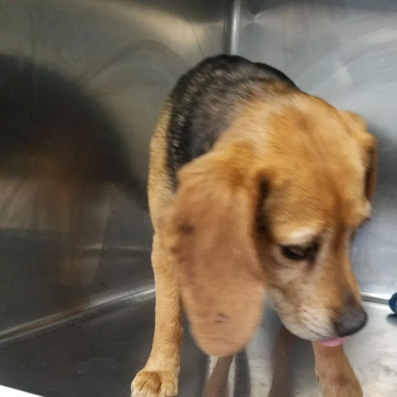 An adult small-sized female Black Beagle dog named Journey for adoption in Henderson, KY