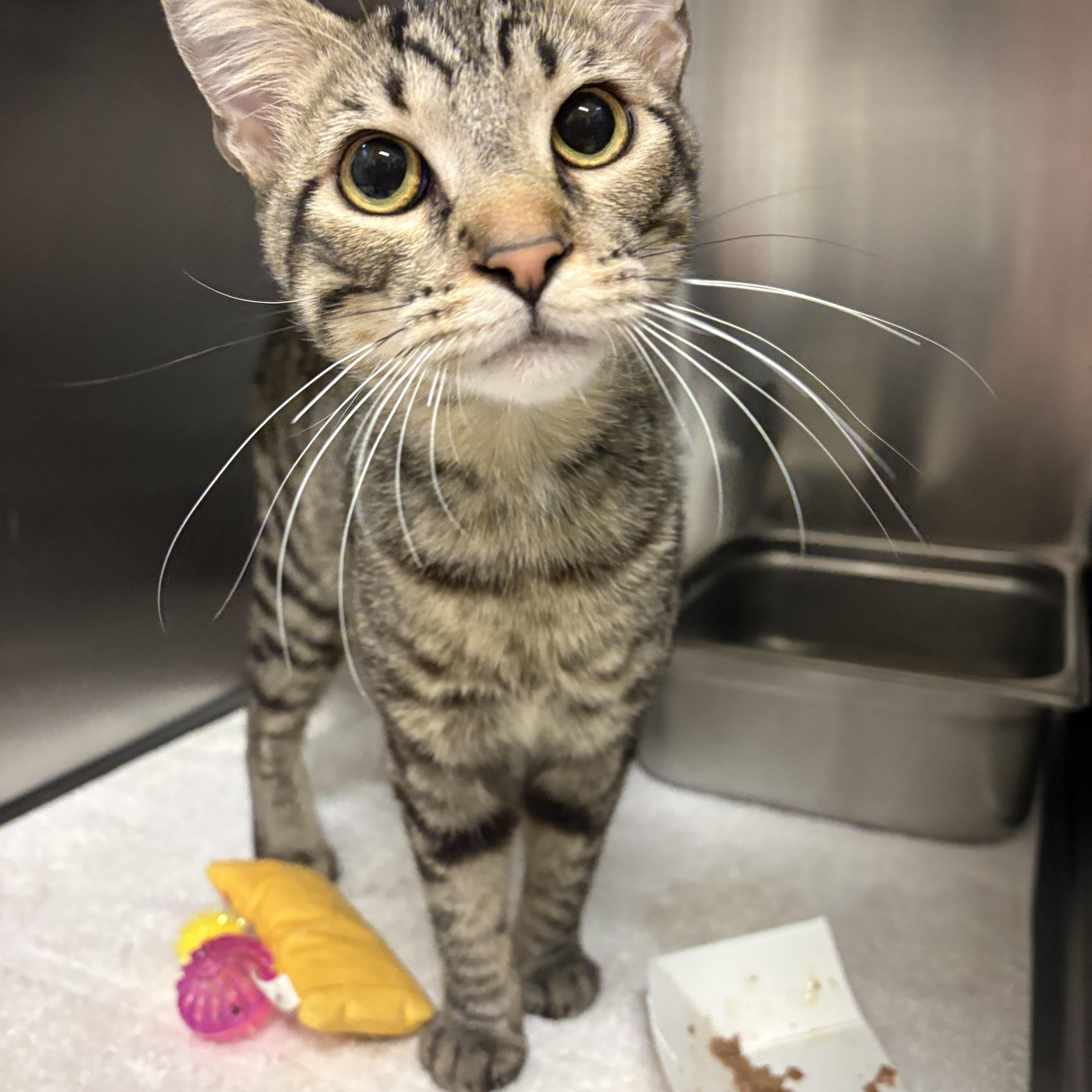A baby medium-sized male Tabby (Brown / Chocolate) Domestic Short Hair cat named Garnet for adoption in Saint Charles, MO