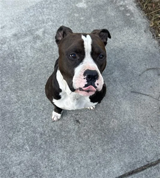 An adult large-sized male Pit Bull Terrier dog named Douglas for adoption in Indianapolis, IN