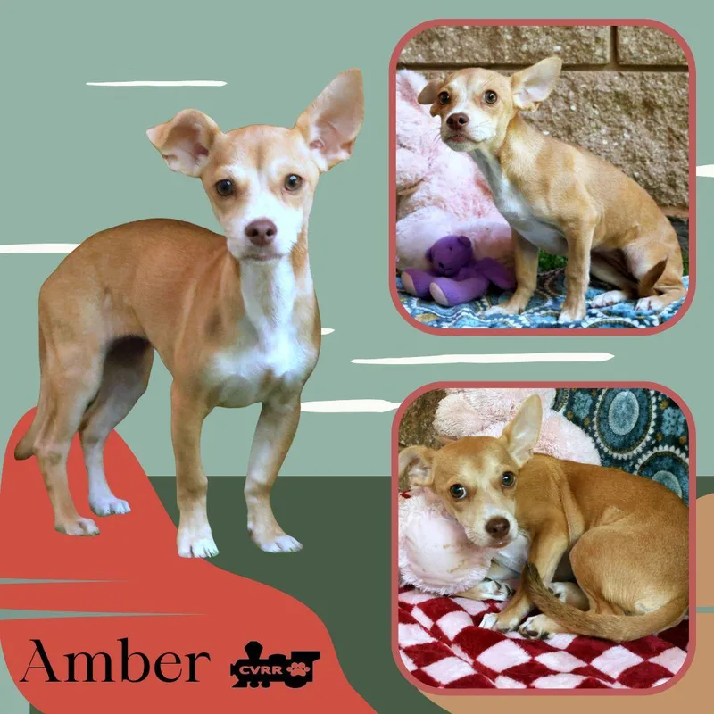 A baby small-sized female Chihuahua dog named Amber for adoption in LINDSAY, CA