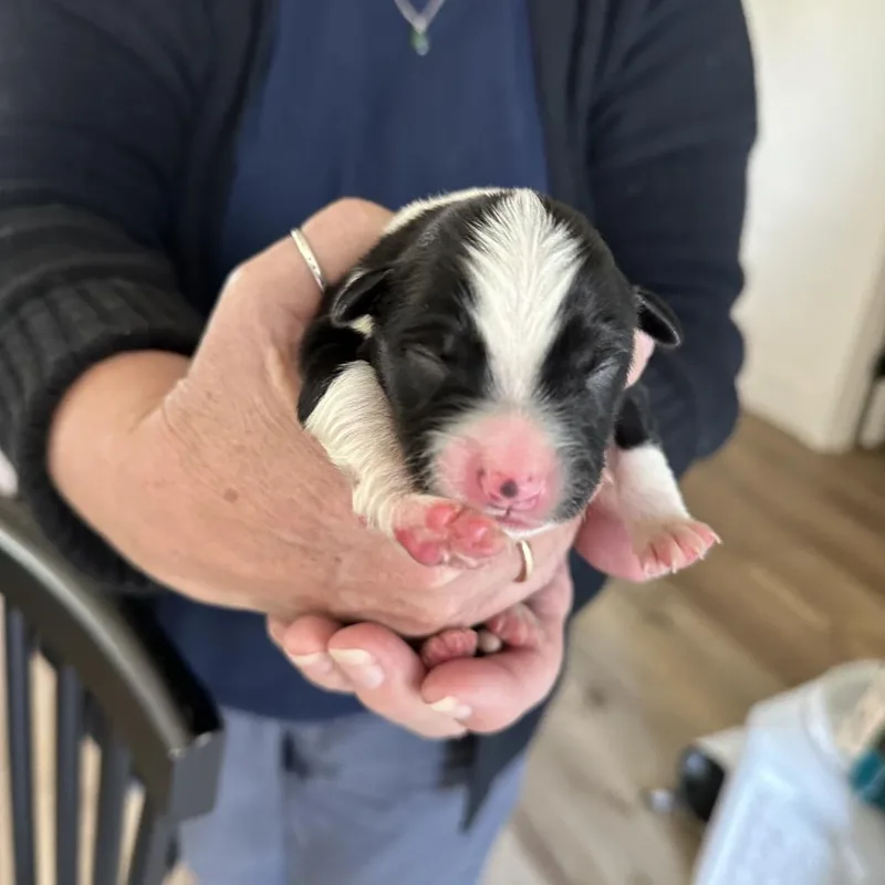 A baby medium-sized female Black Border Collie dog named Dimple for adoption in Sacramento, CA