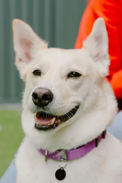 An adult medium-sized male Labrador Retriever dog named Riley for adoption in Bellevue, WA
