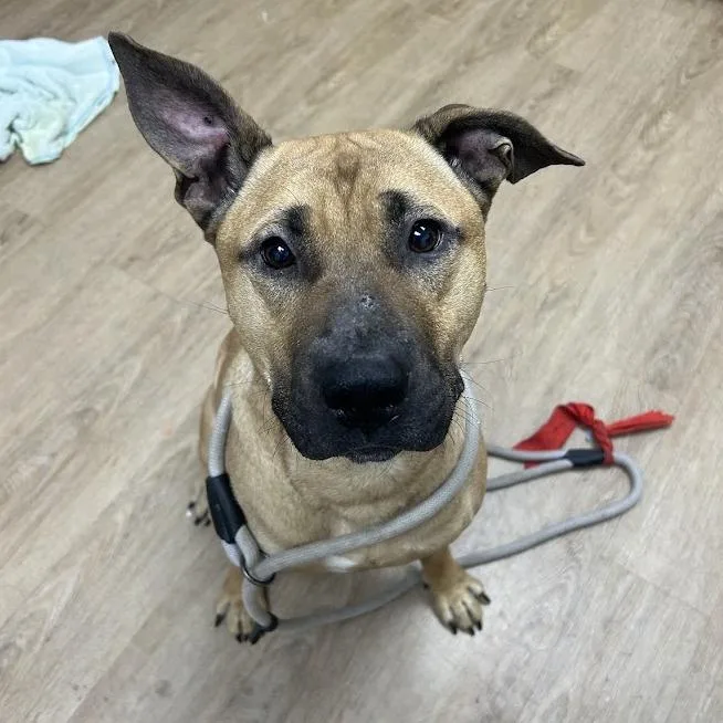 An adult medium-sized male Yellow / Tan / Blond / Fawn Pit Bull Terrier dog named Chief for adoption in Verona, VA