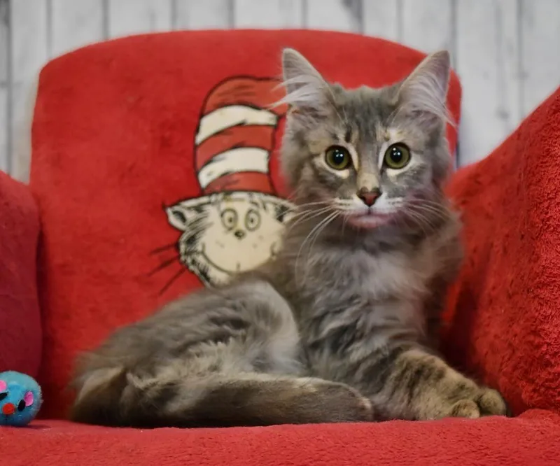 A baby medium-sized female Domestic Long Hair cat named Lexi for adoption in Roanoke, TX