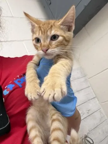 A baby small-sized male Domestic Short Hair cat named Winton for adoption in San Bernardino, CA