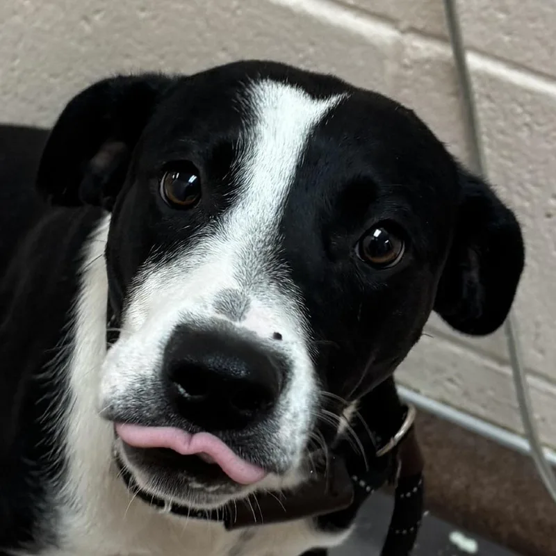A young medium-sized female Black Mixed Breed dog named Oreo for adoption in Las Cruces, NM