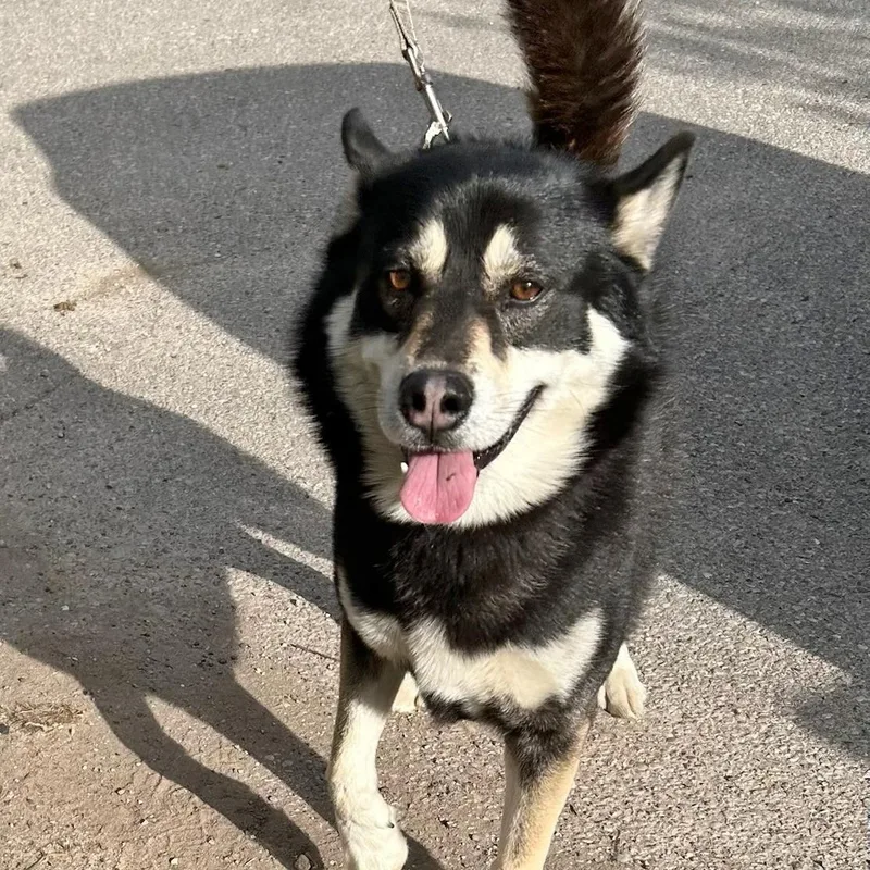 An adult large-sized male Black Husky dog named Buddy for adoption in Traverse City, MI