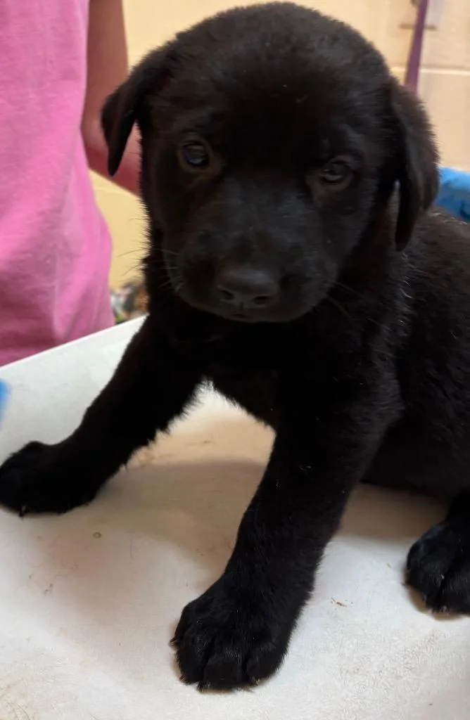A baby small-sized male Shepherd dog named Panda Bear for adoption in Elizabethton, TN
