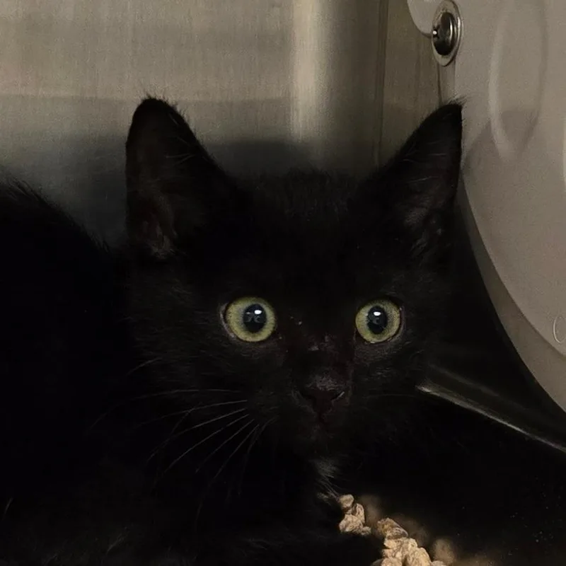 Baby Noir