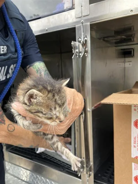 A baby medium-sized male Domestic Short Hair cat named Jerry for adoption in Dallas, TX