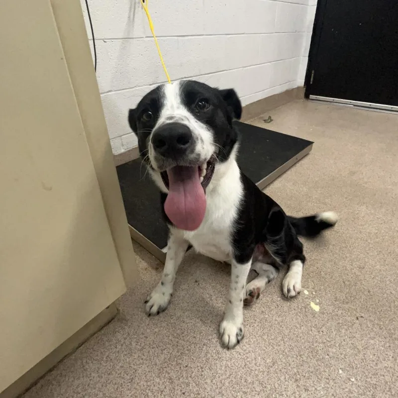 A baby medium-sized male Black Border Collie dog named Chaz for adoption in Ardmore, OK