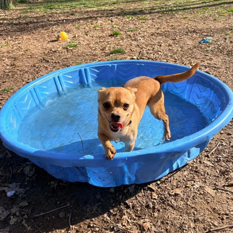 A young small-sized male Yellow / Tan / Blond / Fawn Mixed Breed dog named Diet Coke for adoption in West Chester, PA