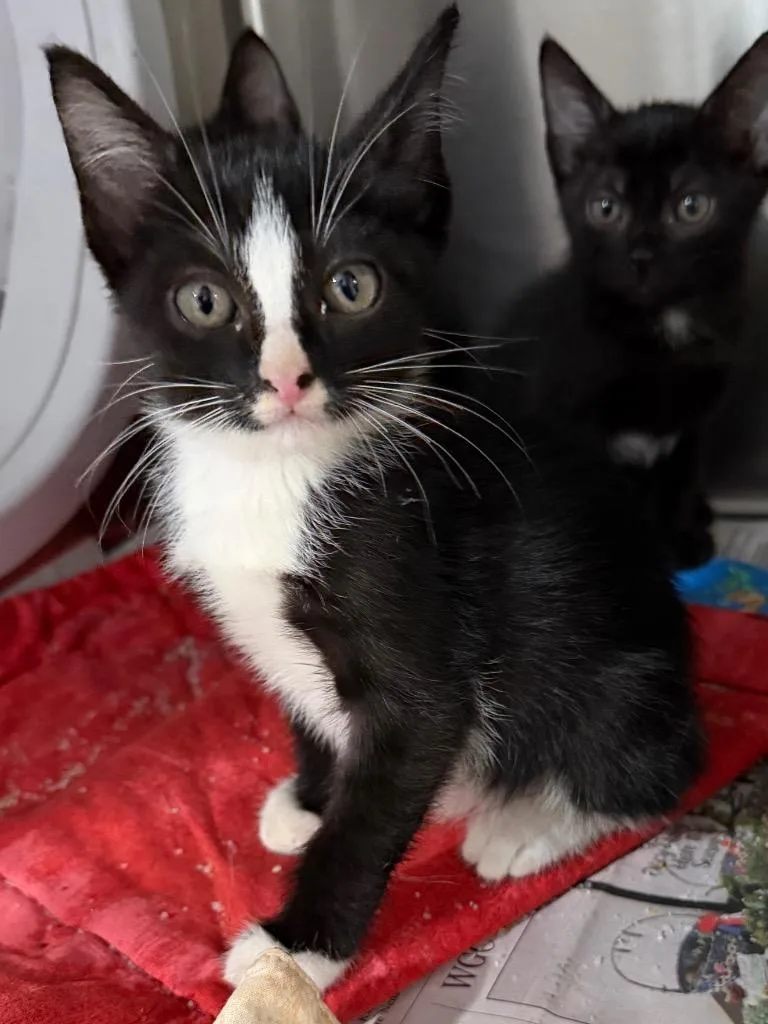 A baby small-sized male Tuxedo cat named Nero for adoption in Brookhaven, MS