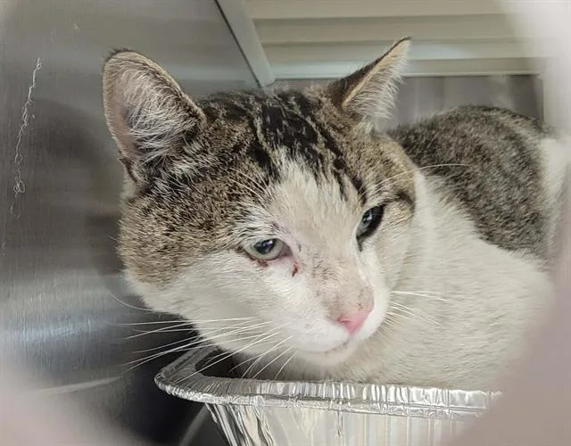An adult large-sized male Domestic Short Hair cat named Sylvester for adoption in Tustin, CA