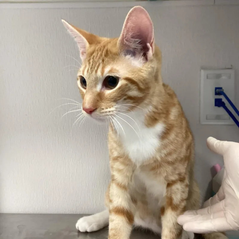 A young medium-sized male Orange / Red Domestic Short Hair cat named Queso for adoption in Tampa, FL