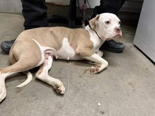 A young large-sized female Mastiff dog named Hera for adoption in Van Nuys, CA