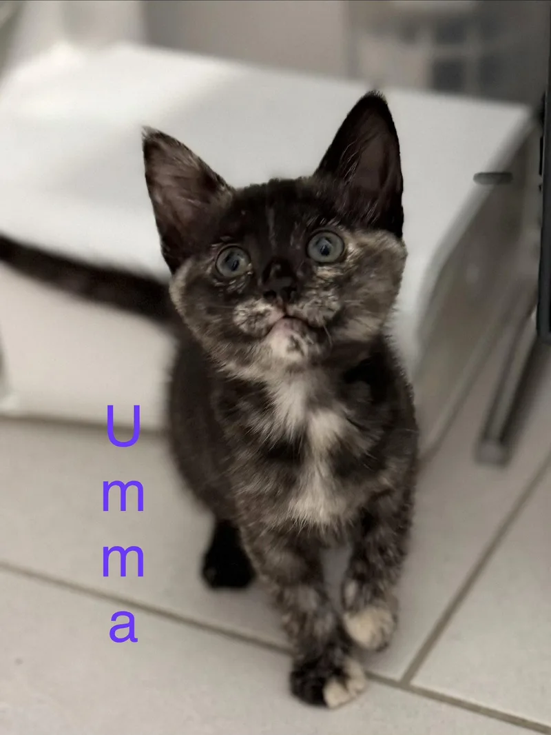 A young medium-sized female Domestic Short Hair cat named Umma for adoption in Scottsdale, AZ