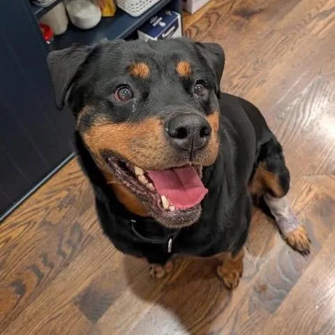 A senior large-sized female Black Rottweiler dog named Missy Celeste for adoption in Long Island City, NY