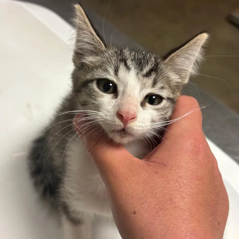 A baby small-sized male Brown / Chocolate Domestic Short Hair cat named Teddy for adoption in Ottawa, KS
