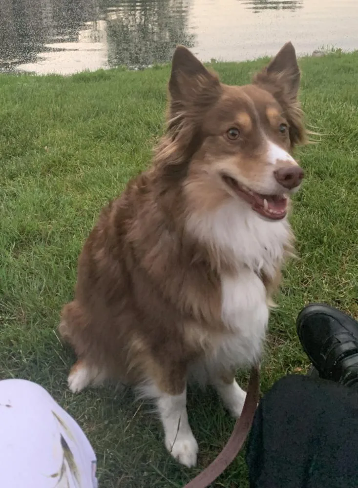An adult medium-sized female Australian Shepherd dog named Idabelle for adoption in Ringwood, IL