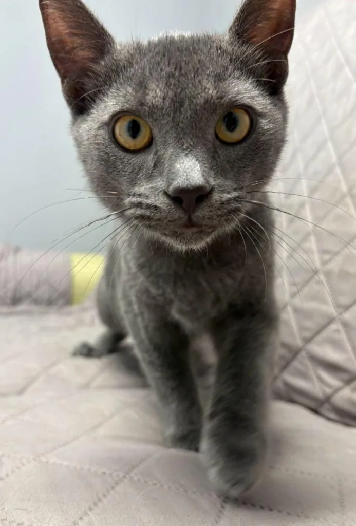 A baby medium-sized male Domestic Short Hair cat named Paul for adoption in Sandusky, OH