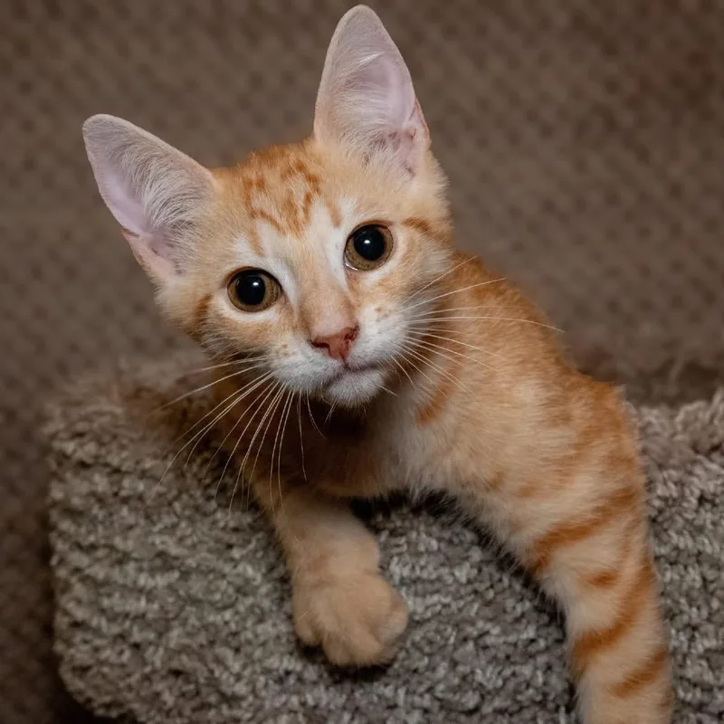 A baby small-sized male Orange / Red Domestic Short Hair cat named Gannon for adoption in Santa Fe, TX