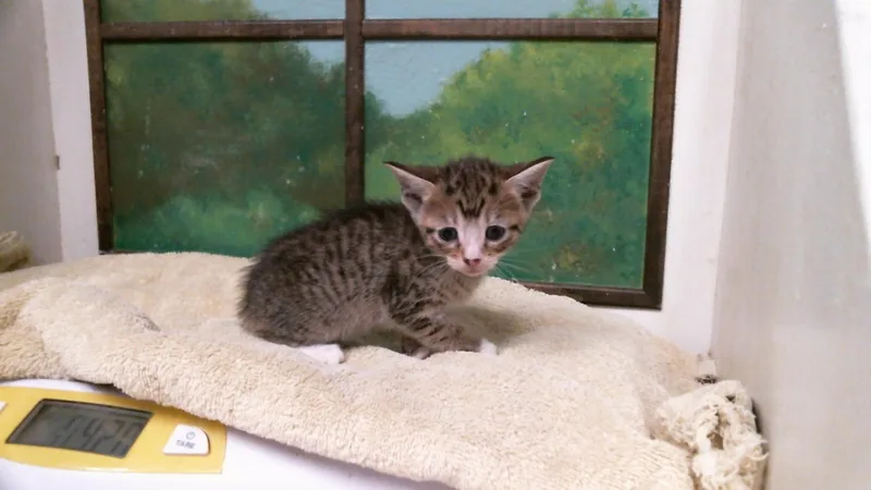A baby small-sized female Domestic Short Hair cat named Denise for adoption in Houston, TX