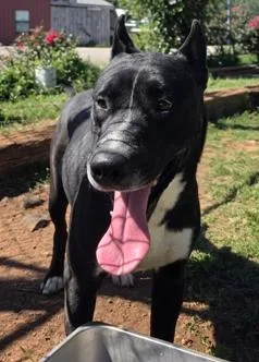A young large-sized male Carolina Dog dog named Fido for adoption in Carrollton, GA