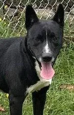 Fido thumbnail 2
