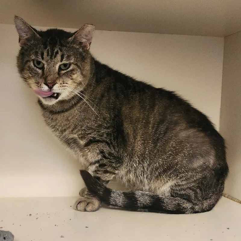 An adult large-sized male Domestic Short Hair cat named Mr. Thomas for adoption in Dayton, OH