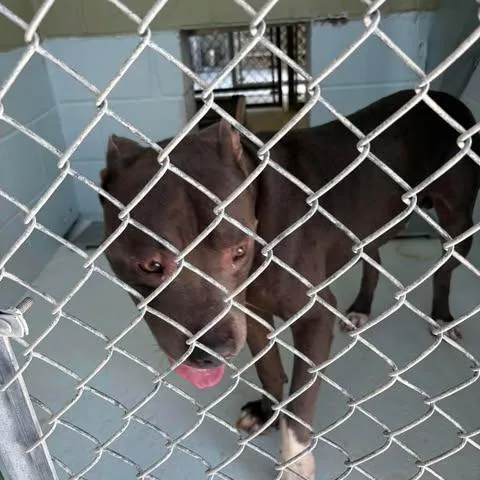 An adult medium-sized male Gray / Blue / Silver Pit Bull Terrier dog named Freddie for adoption in Bastrop, TX