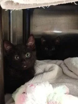 A baby small-sized female Domestic Short Hair cat named May for adoption in Independence, MO