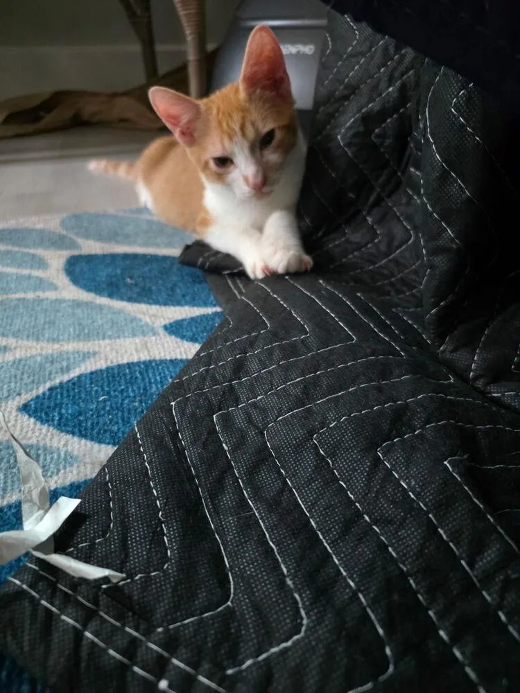 A baby medium-sized male Orange & White Domestic Short Hair cat named Andy for adoption in St. Petersburg, FL