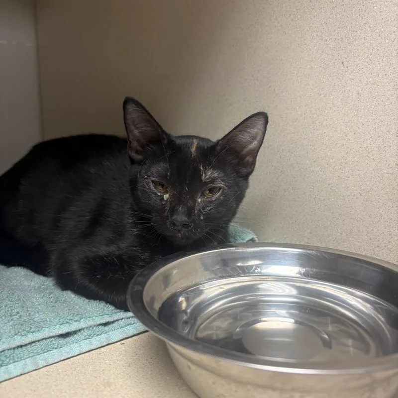 A baby small-sized female Calico Domestic Short Hair cat named Winter for adoption in Yuma, AZ
