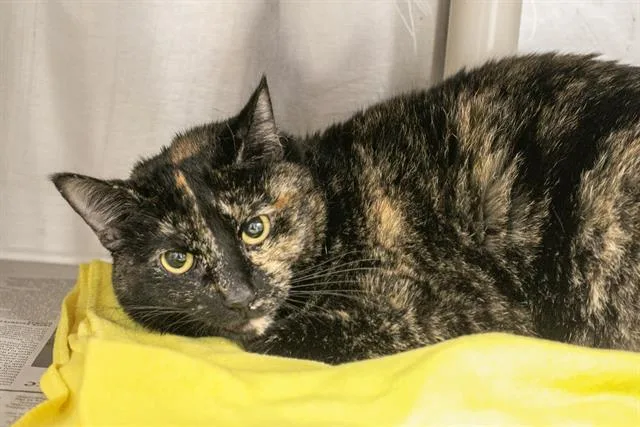 An adult medium-sized female Domestic Short Hair cat named Penelope for adoption in Charlotte, NC