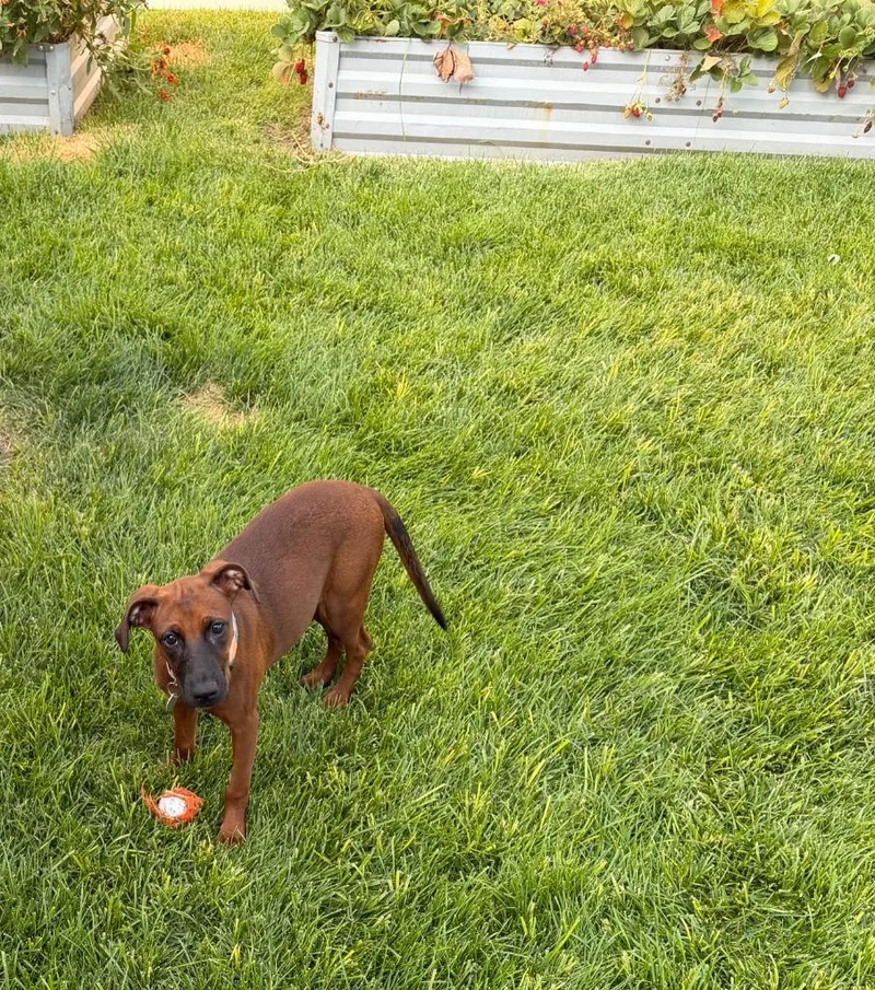 A baby medium-sized female Labrador Retriever dog named Little Red for adoption in Salt Lake City, UT