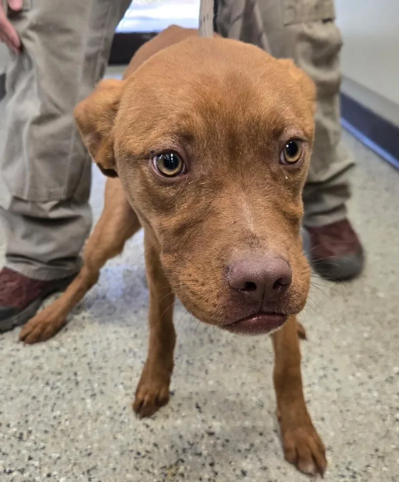 A baby medium-sized male Boxer dog named Gunther for adoption in Saint Clairsville, OH