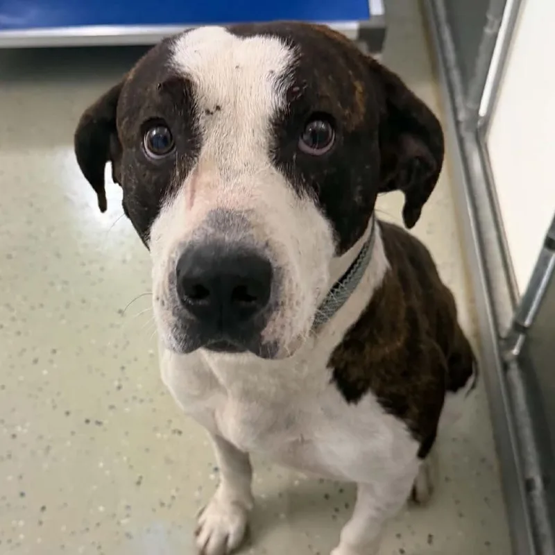 An adult medium-sized male Brindle Pit Bull Terrier dog named Arlo for adoption in Marion, VA