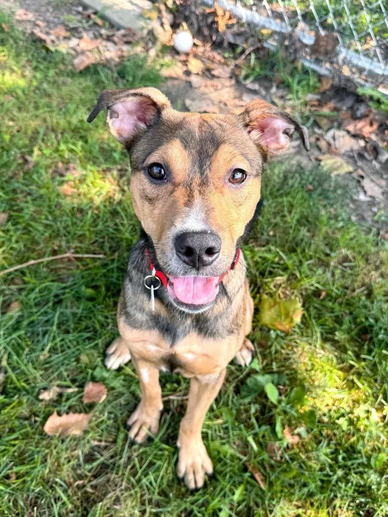 A baby medium-sized female Mixed Breed dog named Casey's for adoption in Effingham, IL