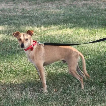 A young small-sized male Mixed Breed dog named Collin+ for adoption in Elk Grove Village, IL