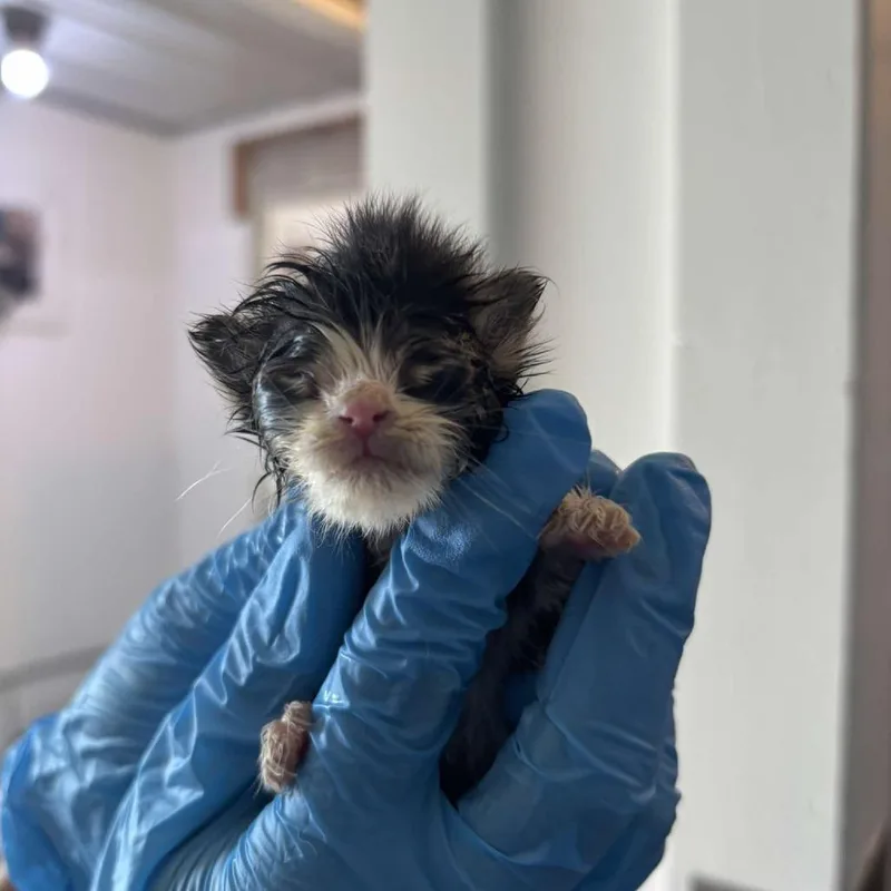 A baby small-sized female Black Domestic Short Hair cat named Paris Hilton for adoption in Glenwood, MN