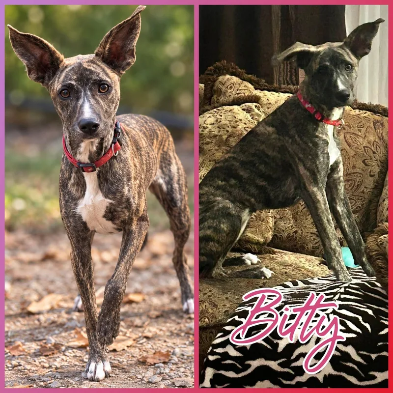 A young small-sized female Brindle Whippet dog named Bitty for adoption in Blacksburg, SC