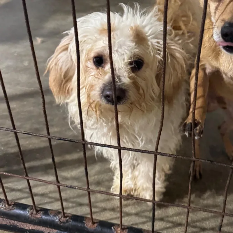 An adult small-sized male Maltese dog named Hero for adoption in Newberg, OR