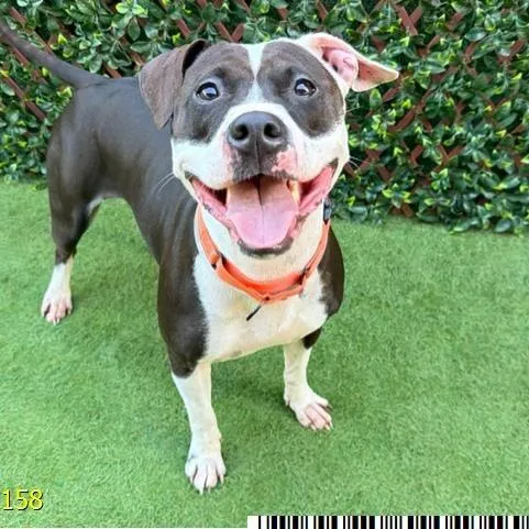 An adult medium-sized female Mixed Breed dog named Binki for adoption in West Palm Beach, FL