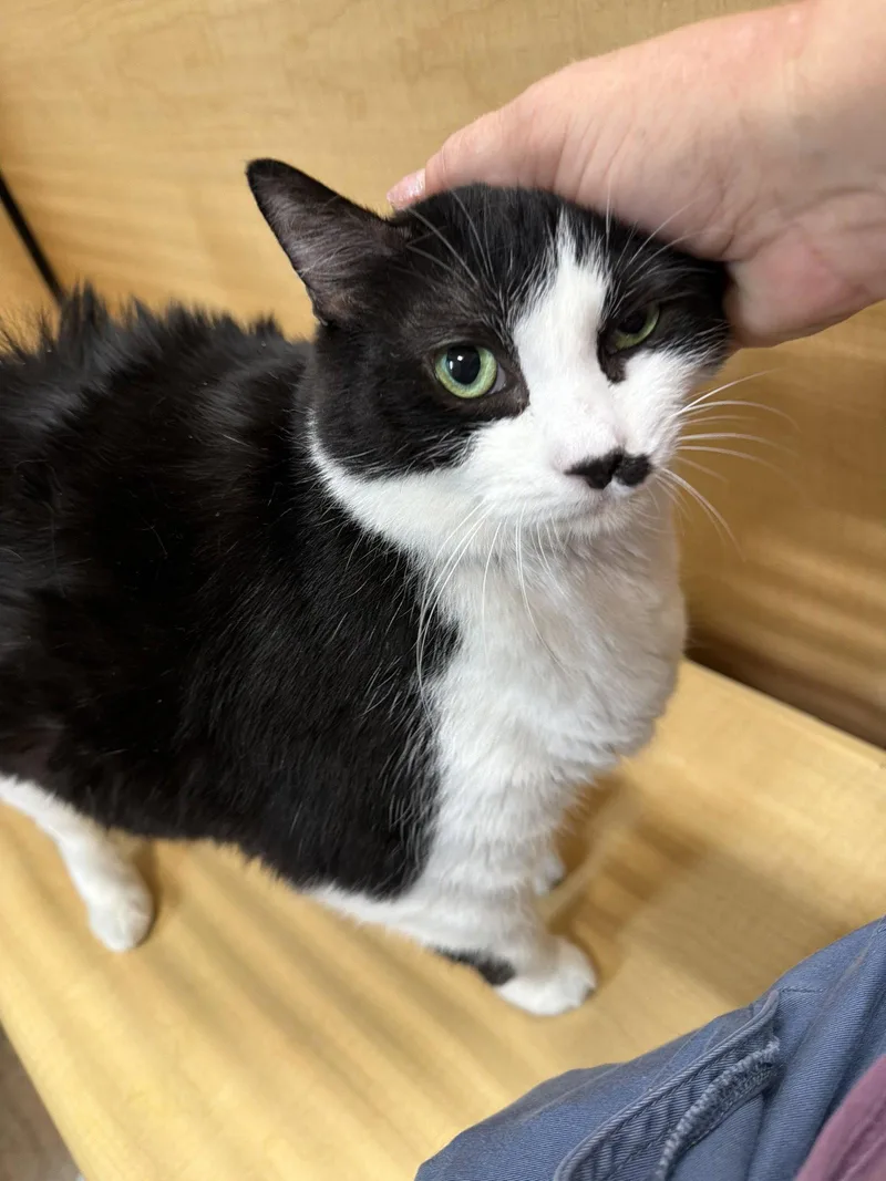 An adult medium-sized female Black & White / Tuxedo Domestic Short Hair cat named Haley for adoption in Wheaton, IL