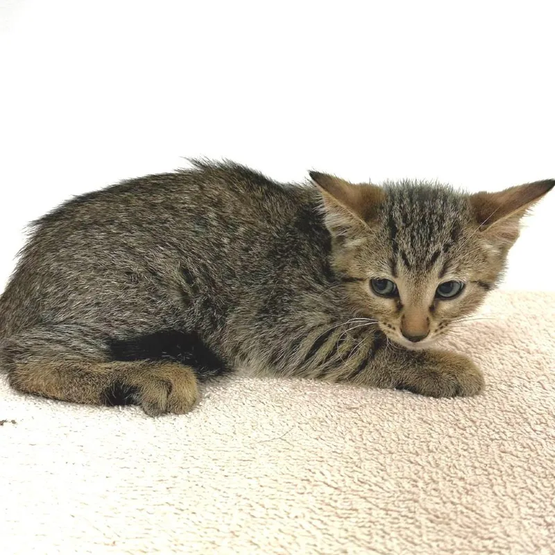 A baby small-sized male Domestic Short Hair cat named Frederick for adoption in Warrensburg, MO