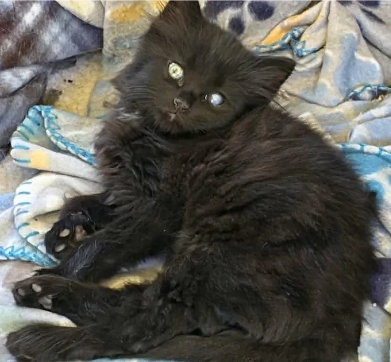 A baby small-sized male Black Domestic Long Hair cat named Atlas for adoption in Beckley, WV