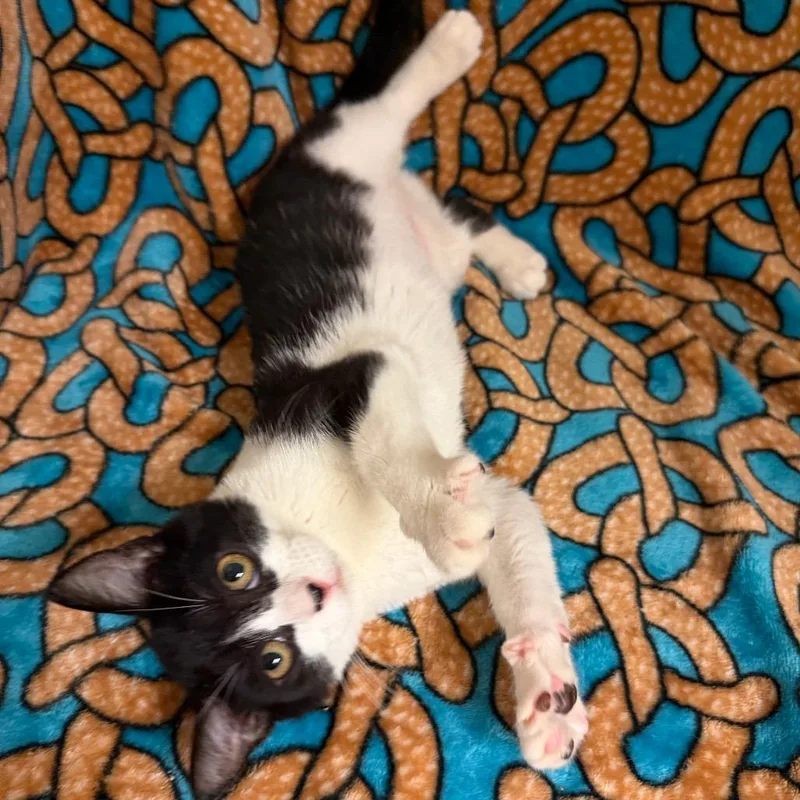 A baby small-sized female Black Domestic Short Hair cat named Beyonce for adoption in Newberg, OR