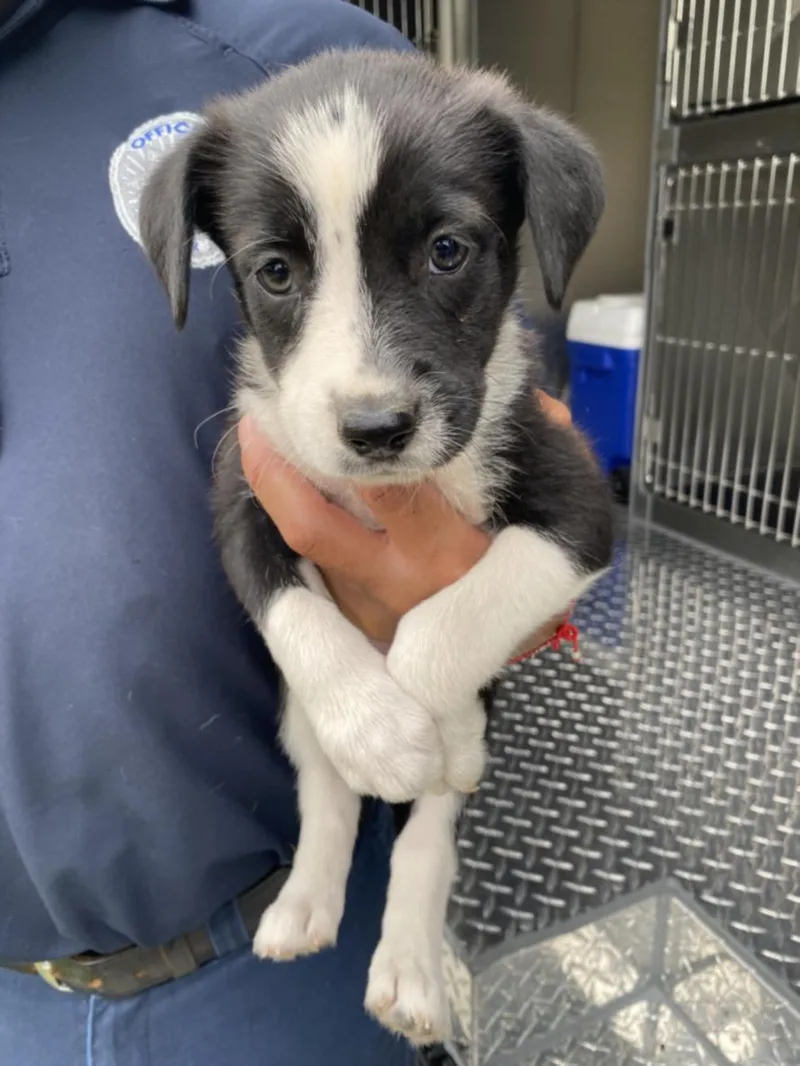 A baby small-sized female Mixed Breed dog named Pixie for adoption in Dallas, TX